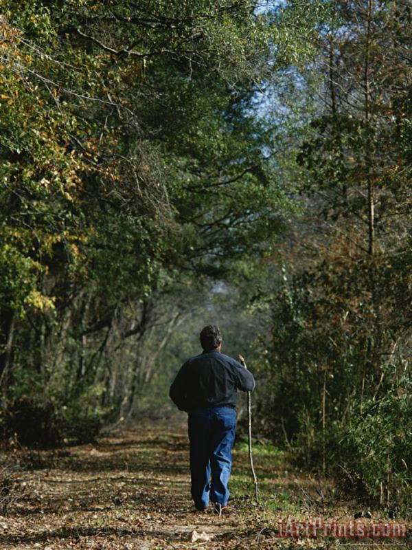 Hiker on a Woodland Trail painting - Raymond Gehman Hiker on a Woodland Trail Art Print