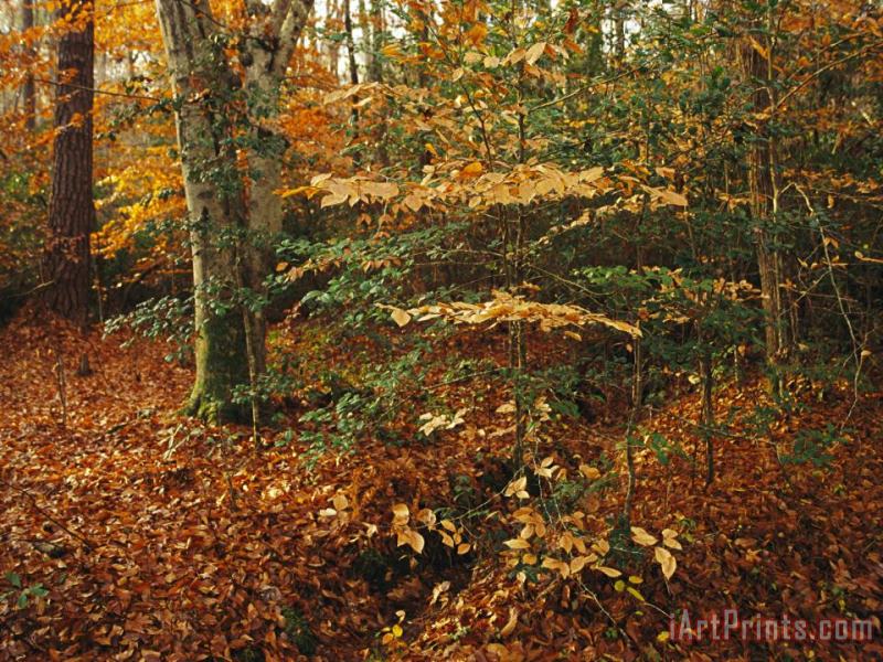 Holly And Beech Trees Along a Woodland Trail painting - Raymond Gehman Holly And Beech Trees Along a Woodland Trail Art Print