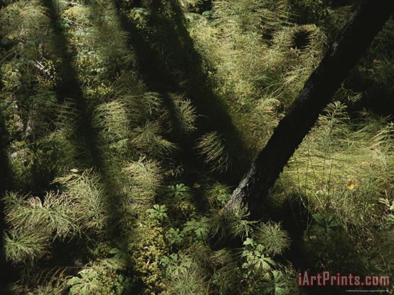 Raymond Gehman Horsetail Ferns Grown Along a Hiking Trail Art Painting