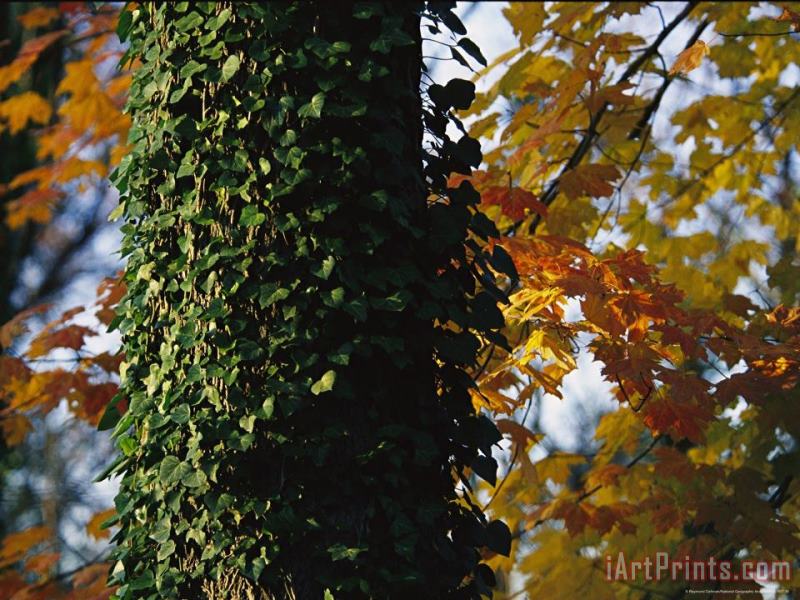 Ivy Clinging to a Tree Trunk Amid Colorful Maple Leaves painting - Raymond Gehman Ivy Clinging to a Tree Trunk Amid Colorful Maple Leaves Art Print