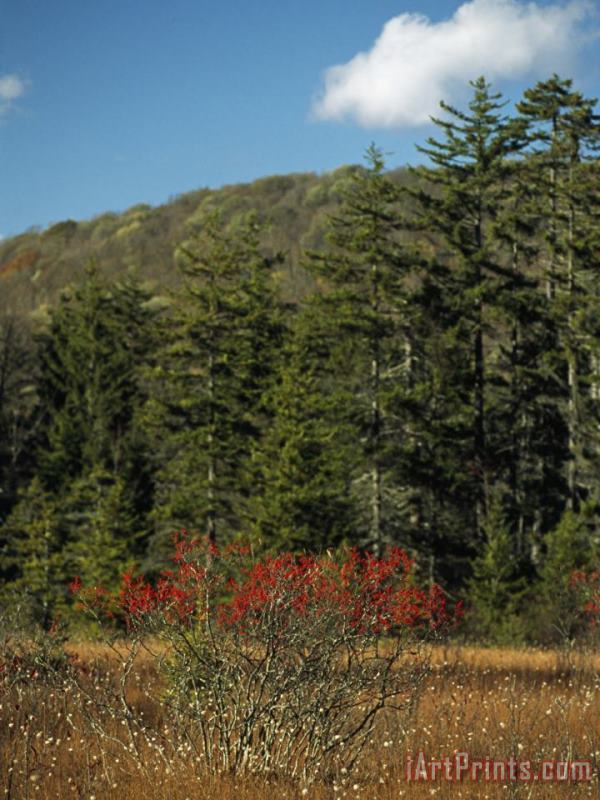 Raymond Gehman Landscape with Evergreen Trees And Low Mountain Ridges Art Print