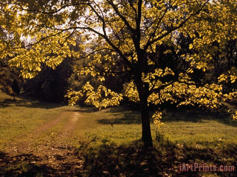 Raymond Gehman Lane Through a Farm Field And Trees Art Painting