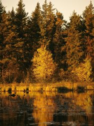Raymond Gehman Late Afternoon View of a Lakeside Tree in Fall Foliage