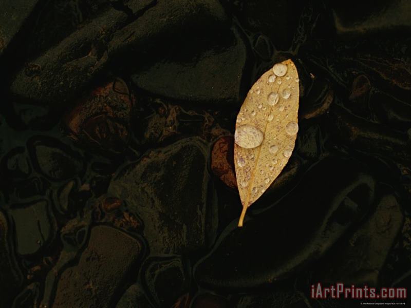 Leaf on Wet Stones painting - Raymond Gehman Leaf on Wet Stones Art Print