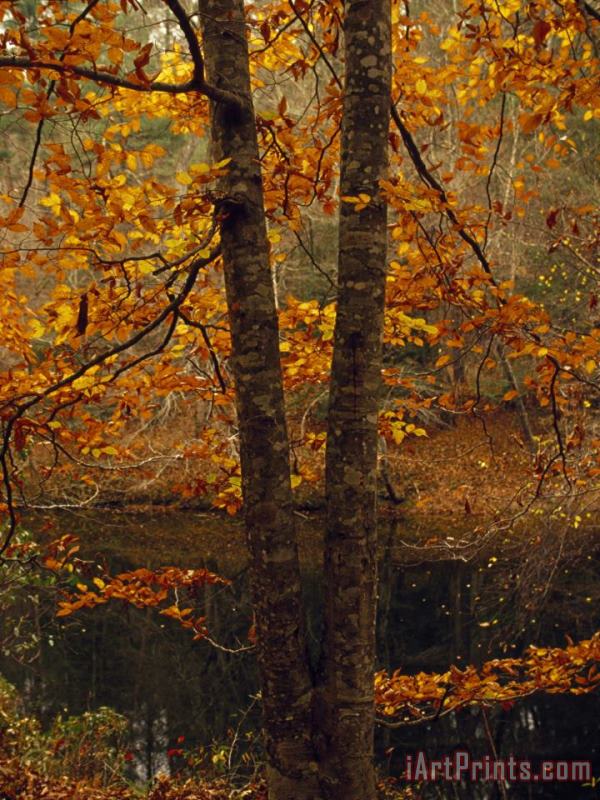 Raymond Gehman Leaves Fall From Beech Tree Along The Obed Wild And Scenic River Art Painting
