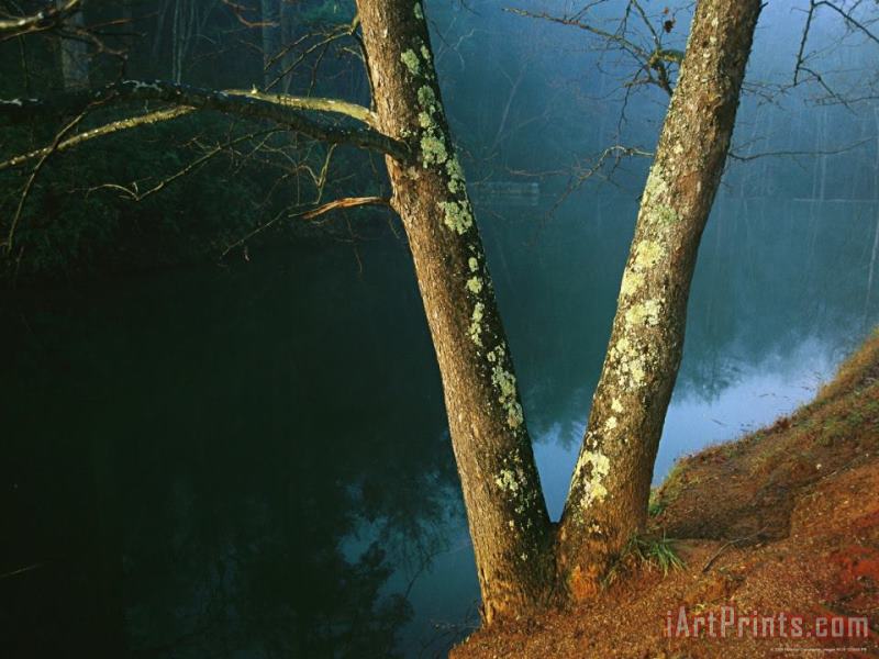Raymond Gehman Lichen Covered Dogwood Trees on The Banks of Otter Lake Art Print