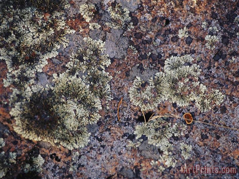 Lichen Covered Rock in Canada's Whiteshell Provincial Park painting - Raymond Gehman Lichen Covered Rock in Canada's Whiteshell Provincial Park Art Print
