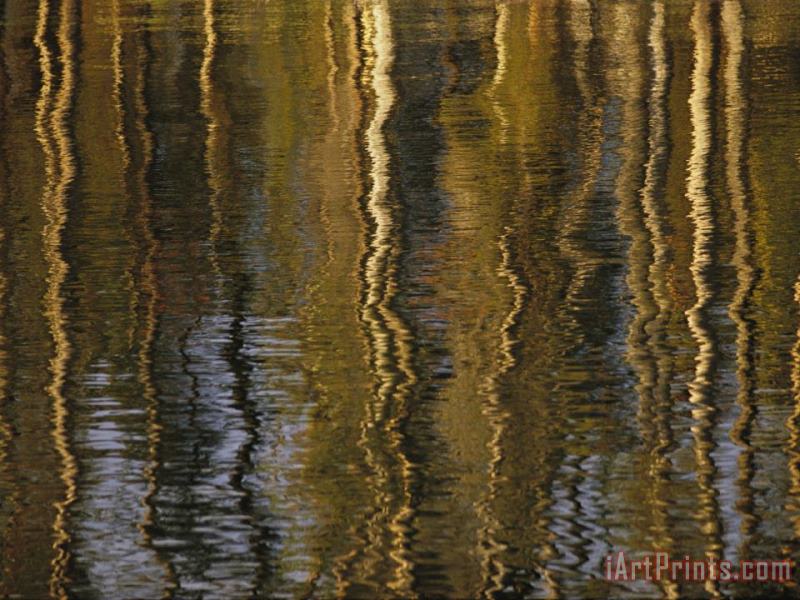 Raymond Gehman Lodgepole Pine Tree Reflections Yellowstone Lake Art Painting