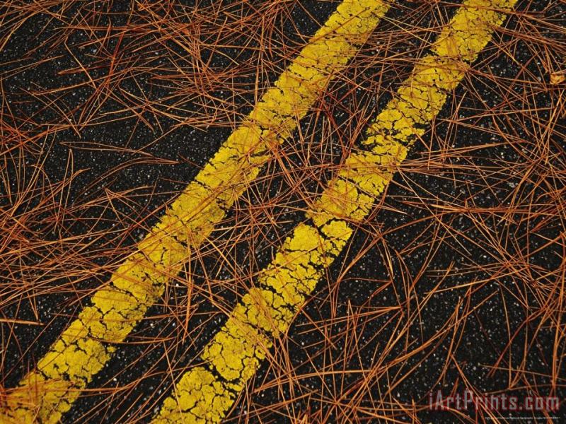 Raymond Gehman Long Leaf Pine Needles Littering a Park Road Art Painting