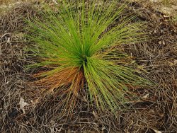 Raymond Gehman Longleaf Pine Seedling in a Bed of Fallen Needles Lake Waccamaw Is The Worlds Largest Carolina Bay