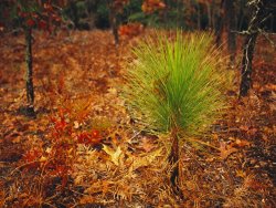 Raymond Gehman Longleaf Pine Turkey Oaks And Ferns in a Bed of Fallen Autumn Leaves Near Lake Waccamaw