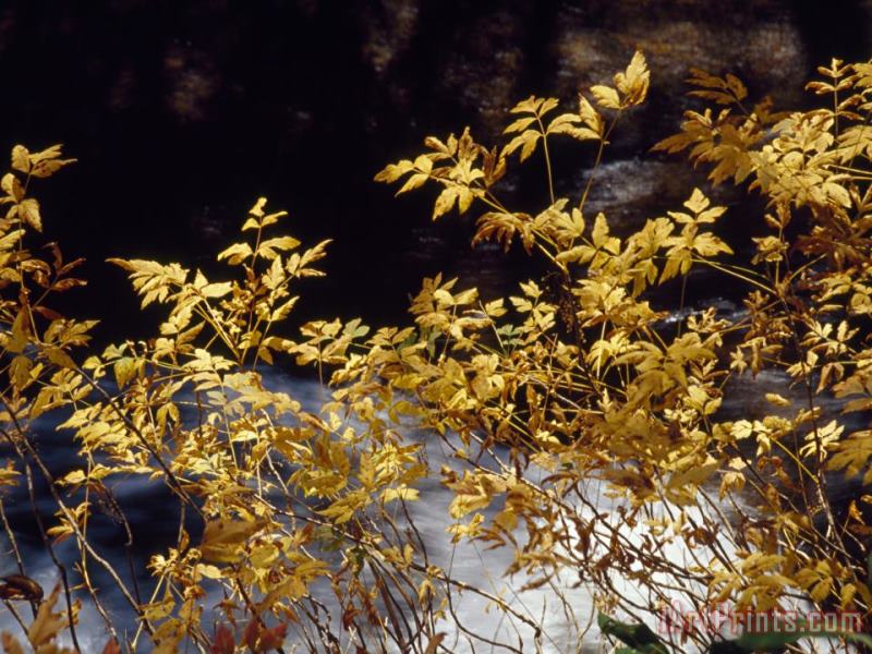 Raymond Gehman Looking Glass Creek Rushing Past a Bush in Autumn Colors Art Print