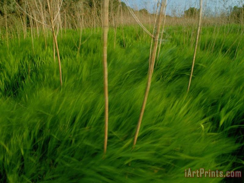 Raymond Gehman Lush Green Grasses Blow in The Wind Art Print