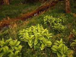 Raymond Gehman Lush Hellebore Plants Growing Near a Small Ditch