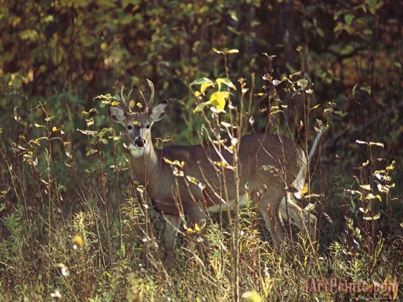 Male White Tailed Deer in a Sun Dappled Manitoba Forest painting - Raymond Gehman Male White Tailed Deer in a Sun Dappled Manitoba Forest Art Print