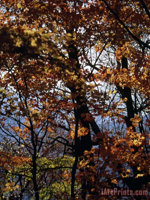 Maple Tree in Autumn Hues painting - Raymond Gehman Maple Tree in Autumn Hues Art Print