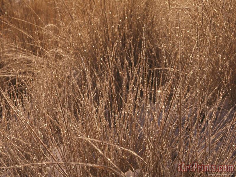 Raymond Gehman Meadow Sedges And Morning Frost Yellowstone National Park Wyoming Art Print