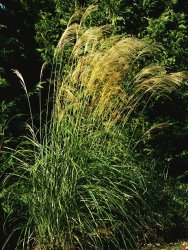 Raymond Gehman Miscanthus Or Chinese Silver Grass