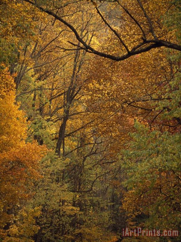 Raymond Gehman Mixed Hardwood Forest in Autumn Hues Art Painting