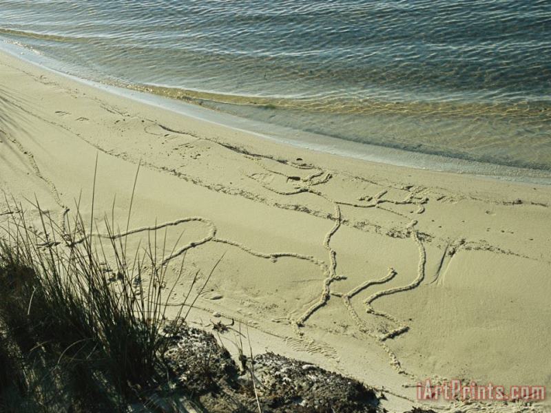 Raymond Gehman Mole Cricket Burrows Form Patterns on The Sandy Beach Art Painting