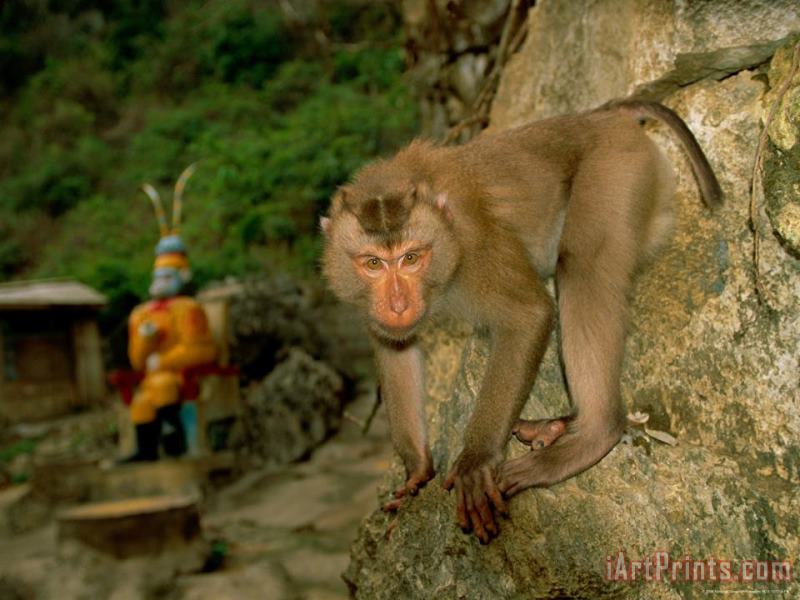 Monkey at Baiyu Cavern painting - Raymond Gehman Monkey at Baiyu Cavern Art Print