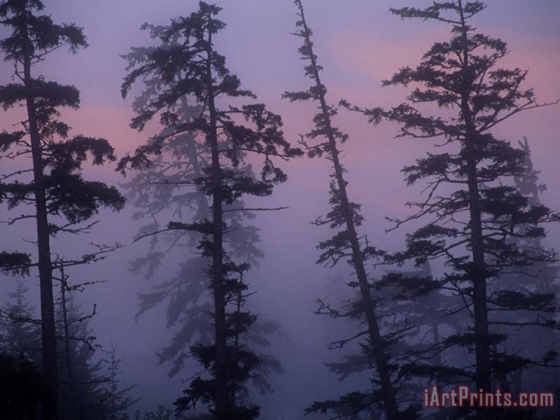 Morning Fog Shrouds Silhouetted Evergreen Trees painting - Raymond Gehman Morning Fog Shrouds Silhouetted Evergreen Trees Art Print
