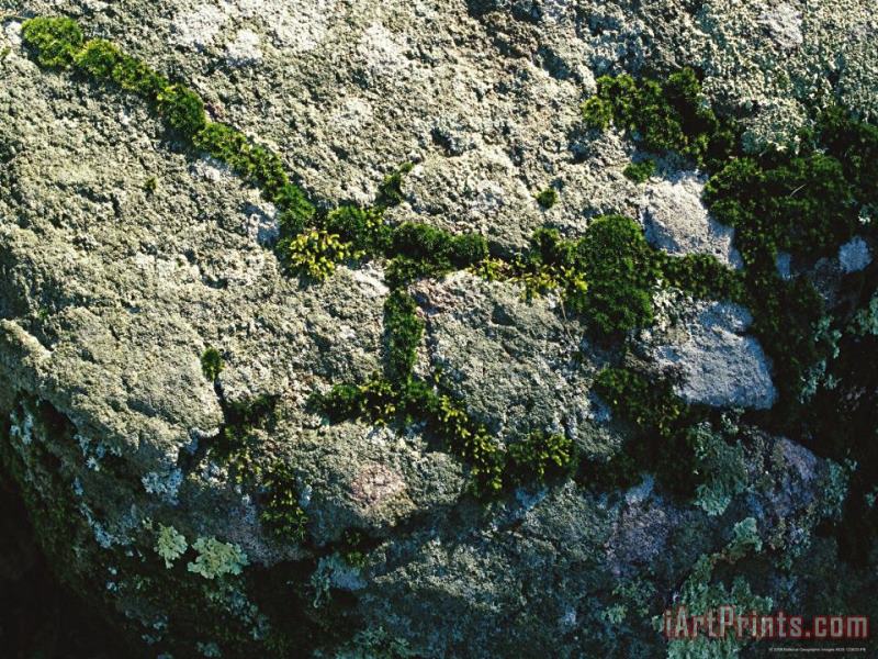 Raymond Gehman Moss And Lichens Form on a Greenstone Rock Art Print