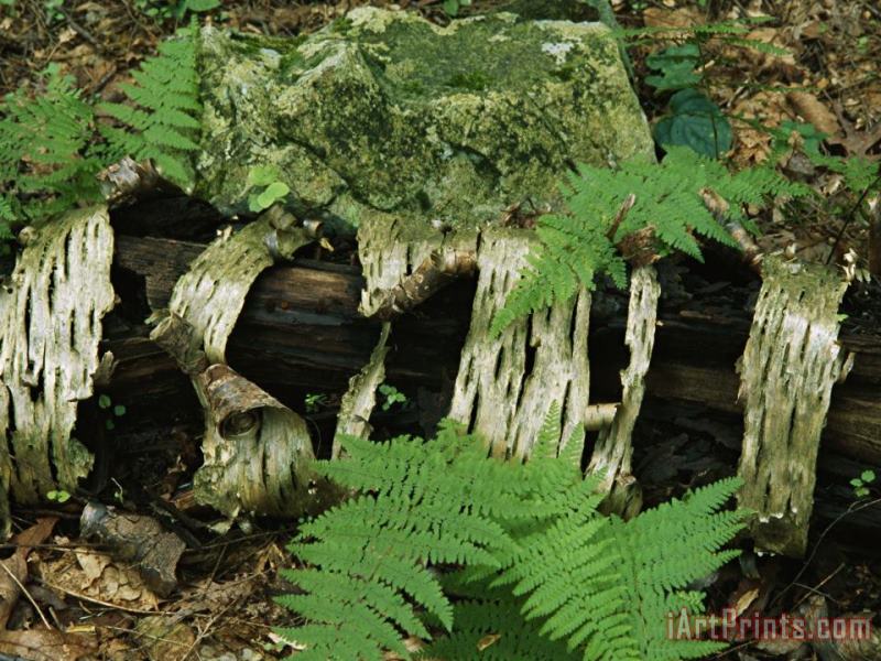 Moss Covered Birch Log And Ferns at The Thuya Garden painting - Raymond Gehman Moss Covered Birch Log And Ferns at The Thuya Garden Art Print