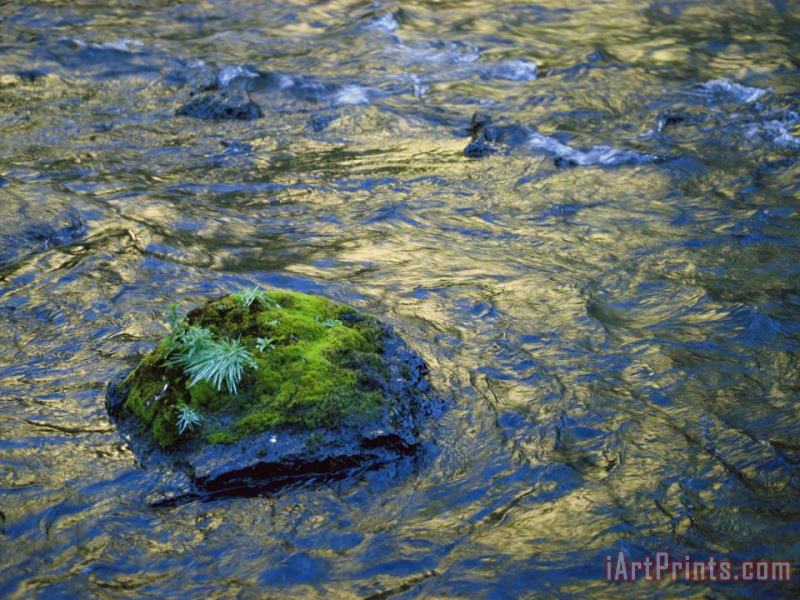 Raymond Gehman Moss Covered Rocks in The Bechler River Yellowstone National Park Art Print