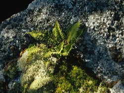 Raymond Gehman Mosses Lichens And Ferns Growing on a Large Rock Granite