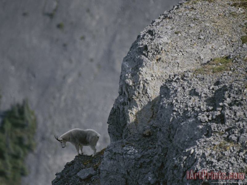 Raymond Gehman Mountain Goat Surveys The Landscape From Its Rocky Perch Art Painting