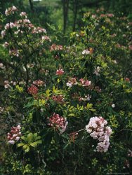 Raymond Gehman Mountain Laurel Blossoms in a Southern Appalachian Woodland