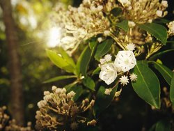 Raymond Gehman Mountain Laurel in Bloom in Early Morning Light
