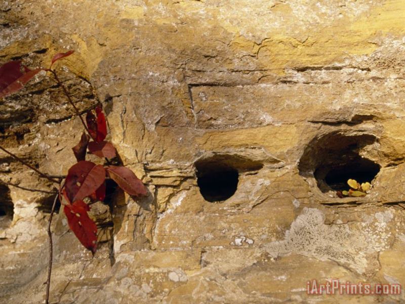 Raymond Gehman Nesting Holes Made in Sandstone by Cliff Swallows Art Print