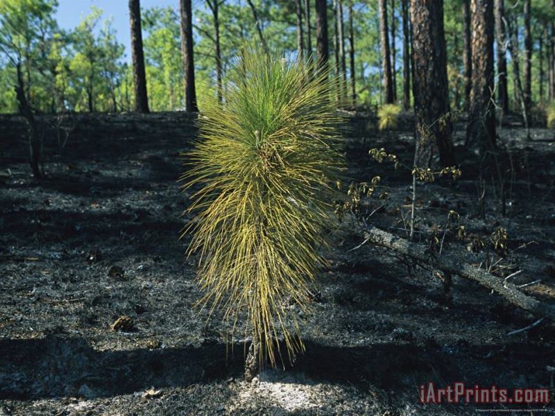 Raymond Gehman New Pine Tree Grows From Scorched Earth After a Fire Art Painting