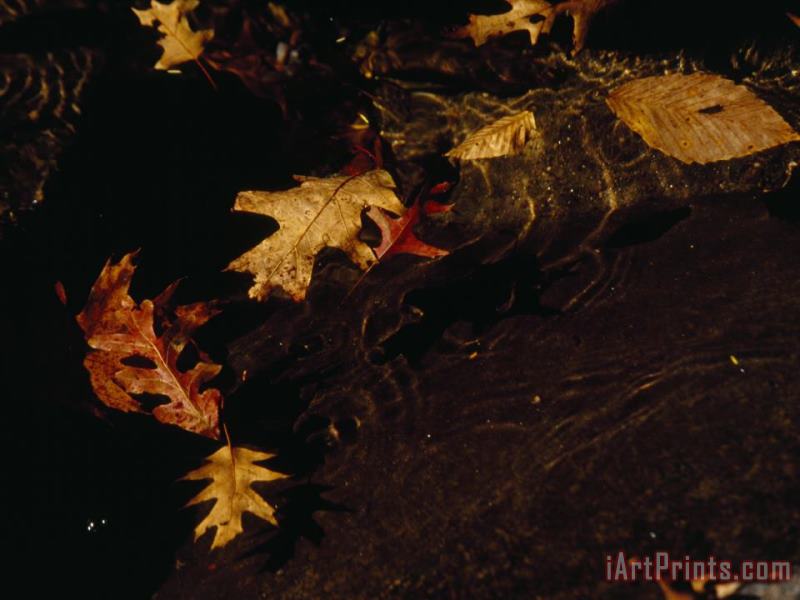 Raymond Gehman Oak And Beech Leaves Swirling in Creek Water Art Print
