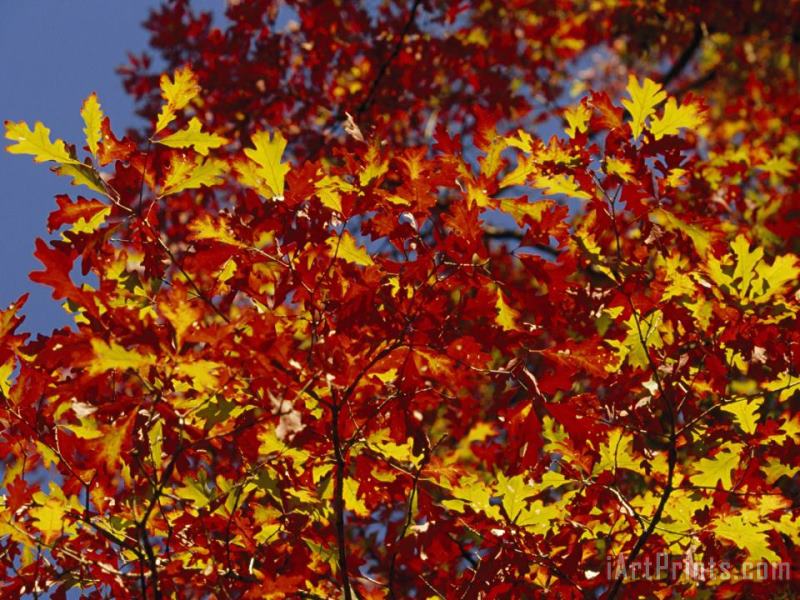 Raymond Gehman Oak Leaves in Fall Colors Against a Bright Blue Sky Art Painting