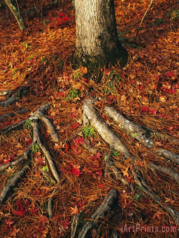 Oak Tree Roots And Pine Needles Covering a Woodland Trail painting - Raymond Gehman Oak Tree Roots And Pine Needles Covering a Woodland Trail Art Print