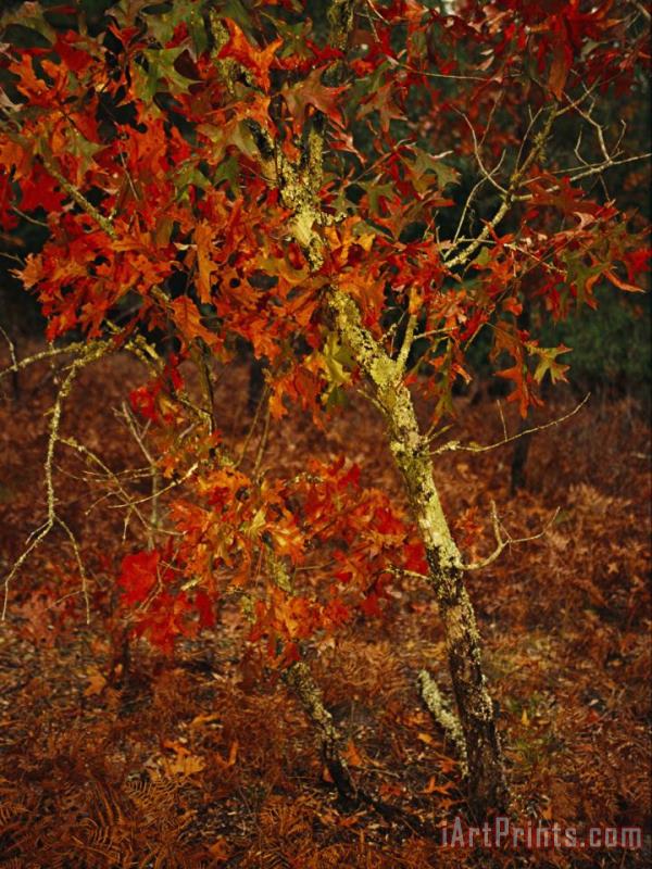 Raymond Gehman Oak Tree with Fall Foliage Standing Among Fallen Leaves And Ferns Near Lake Waccamaw Art Painting