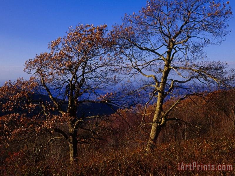 Raymond Gehman Oak Trees in Autumn Colors in a Mountain Scenic Art Painting