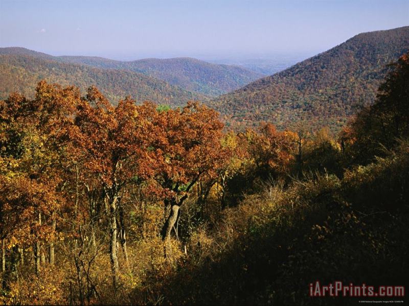 Raymond Gehman Oak Trees on Mountainside at Stony Man Overlook Art Print