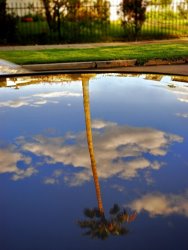 Raymond Gehman Palm Tree Casts a Reflection on The Shiny Roof of a Car painting