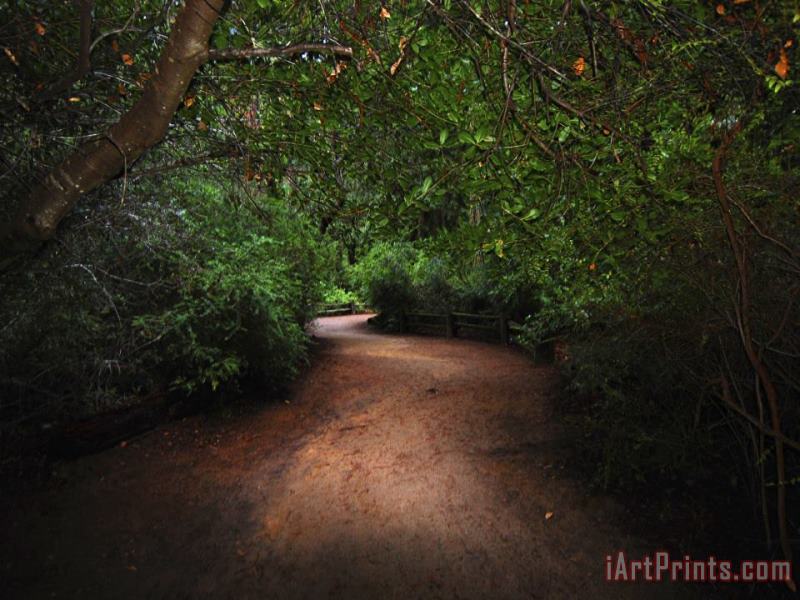 Raymond Gehman Park Trail Through a Scenic Coastal Redwood Forest Art Print