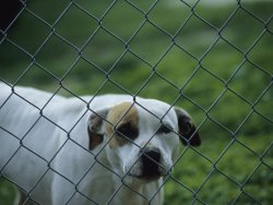 Raymond Gehman Pet Dog Behind a Chain Link Fence