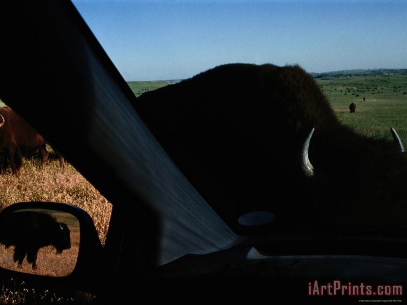 Raymond Gehman Picture of Bison Taken From Inside a Car Art Painting