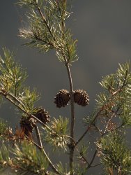Raymond Gehman Pine Cones at The Top of a Small Pine Tree