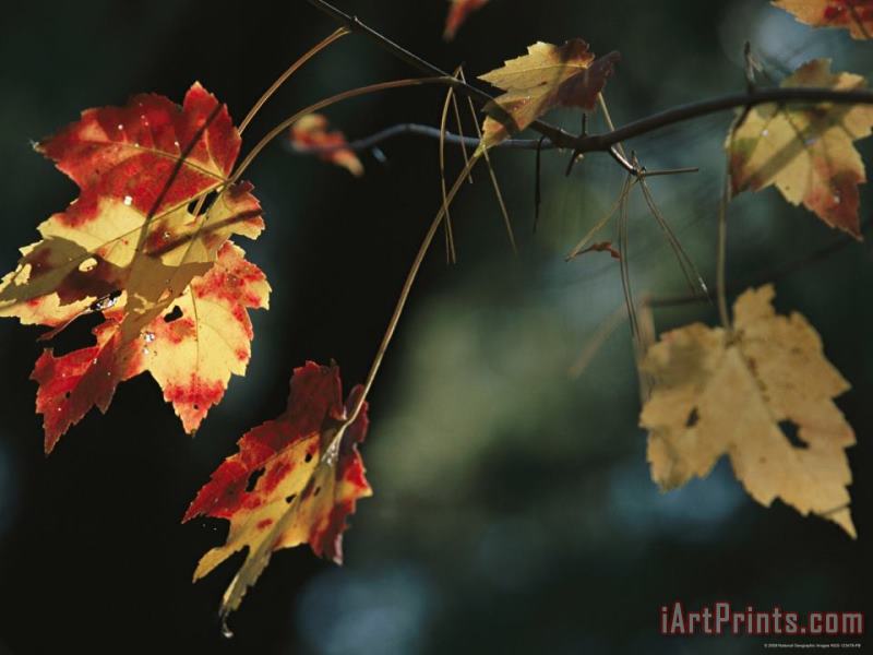 Raymond Gehman Pine Needles Caught on an Autumn Colored Maple Leaf Art Print