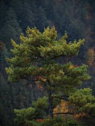 Raymond Gehman Pine Tree with Backdrop of a Forest Covered Mountain