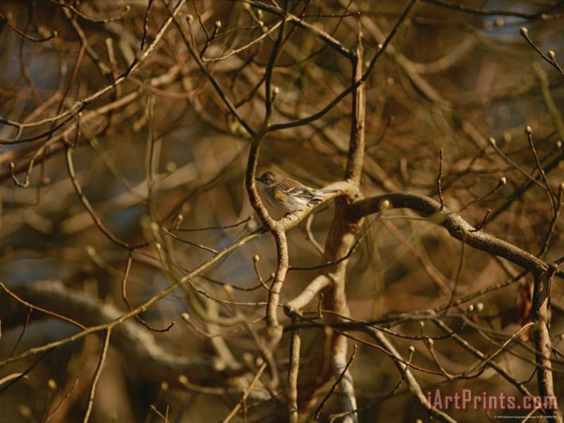 Raymond Gehman Pine Warbler Sitting on a Branch in a Leafless Tree Art Painting