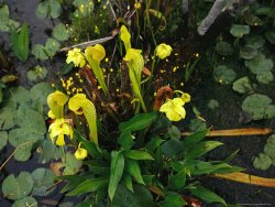 Raymond Gehman Pitcher Plants